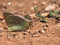 Colias aurorina, Dawn Clouded Yellow